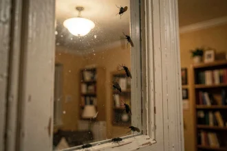 Insectes noirs collés sur une vitre de fenêtre attirés par la lumière intérieure au crépuscule